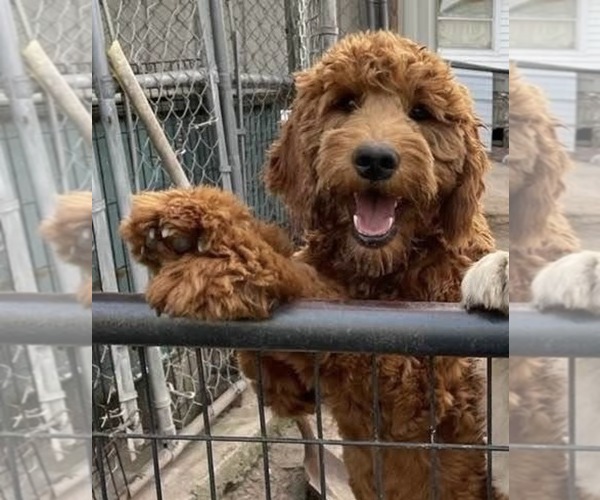 Medium Photo #1 Goldendoodle mix (+ Poodle Standard) Puppy For Sale in LA GRANGE, NC, USA