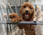 Small Photo #1 Goldendoodle mix (+ Poodle Standard) Puppy For Sale in LA GRANGE, NC, USA