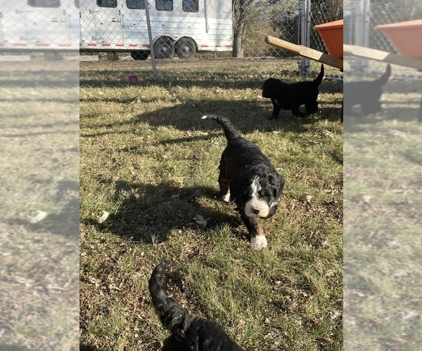 Medium Photo #3 Bernedoodle Puppy For Sale in XENIA, OH, USA