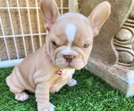 Small #17 French Bulldog