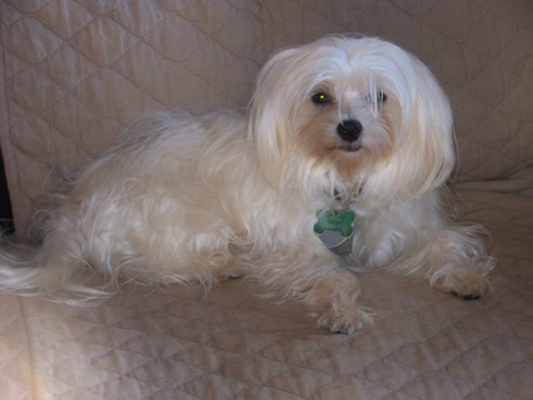 Medium Photo #2 Maltese Puppy For Sale in WINSTON SALEM, NC, USA