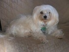 Small Photo #2 Maltese Puppy For Sale in WINSTON SALEM, NC, USA