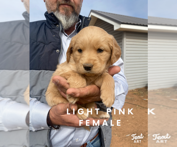 Medium Photo #21 Golden Retriever Puppy For Sale in SEMINOLE, TX, USA