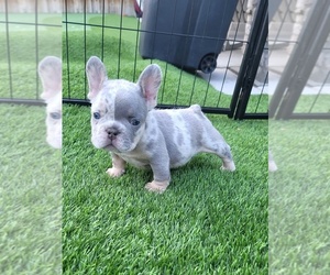 French Bulldog Puppy for sale in LAS VEGAS, NV, USA