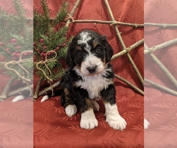 Full screen Photo #3 Bernedoodle Puppy For Sale in ELKTON, VA, USA