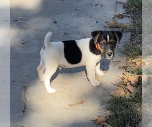 Jack Russell Terrier Puppy for Sale in FREEMAN, Missouri USA