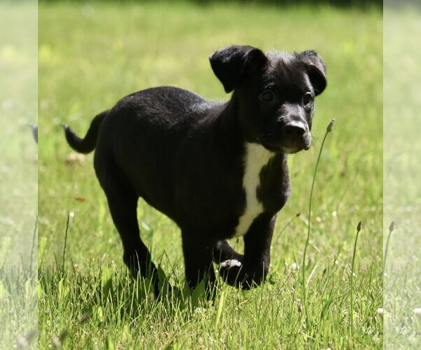 Medium Photo #10 Shepweiller Puppy For Sale in Mechanicsburg, PA, USA