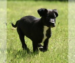 Small #9 Shepweiller