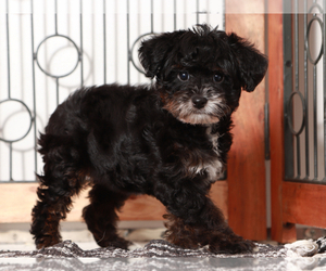 YorkiePoo Puppy for Sale in NAPLES, Florida USA