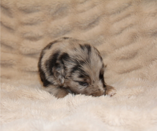Medium Photo #18 Australian Retriever Puppy For Sale in STEWART, MS, USA