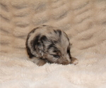 Small #17 Australian Retriever