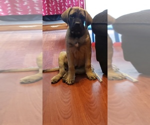 Mastiff Puppy for sale in STANLEY, NC, USA