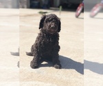 Small Photo #2 Labradoodle-Poodle (Standard) Mix Puppy For Sale in AMARILLO, TX, USA