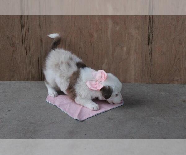 Medium Photo #6 Australian Shepherd Puppy For Sale in MODESTO, CA, USA