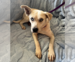 Small Huskies -Labrador Retriever Mix