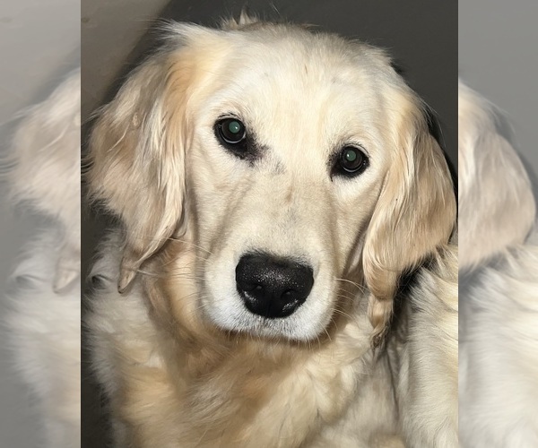 Medium Photo #1 Golden Retriever Puppy For Sale in COLORADO SPRINGS, CO, USA