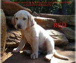 Puppy Red Labrador Retriever