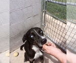 Small #2 Catahoula Leopard Dog-Huskies  Mix