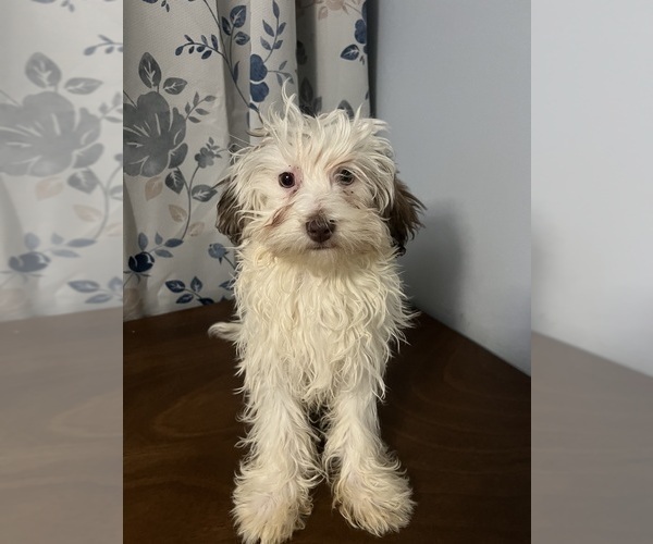 Medium Photo #11 Havanese Puppy For Sale in DURHAM, CT, USA
