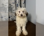 Small #10 Havanese