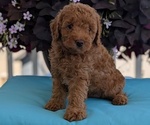 Small Photo #33 Poodle (Toy) Puppy For Sale in GOSHEN, IN, USA