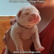 Small Photo #147 Dogo Argentino Puppy For Sale in PINEVILLE, MO, USA