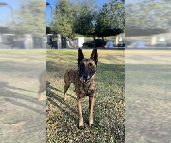 Medium Photo #1 Mutt Puppy For Sale in Riverside, CA, USA