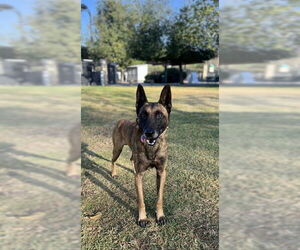 Mutt Dogs for adoption in Riverside, CA, USA