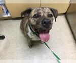 Small American Pit Bull Terrier