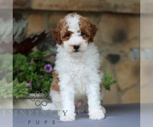 Goldendoodle (Miniature) Puppy for sale in EAST EARL, PA, USA