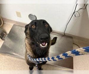 Mutt Dogs for adoption in Bakersfield, CA, USA