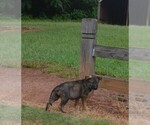 Small Photo #28 German Shepherd Dog Puppy For Sale in POWDER SPRINGS, GA, USA