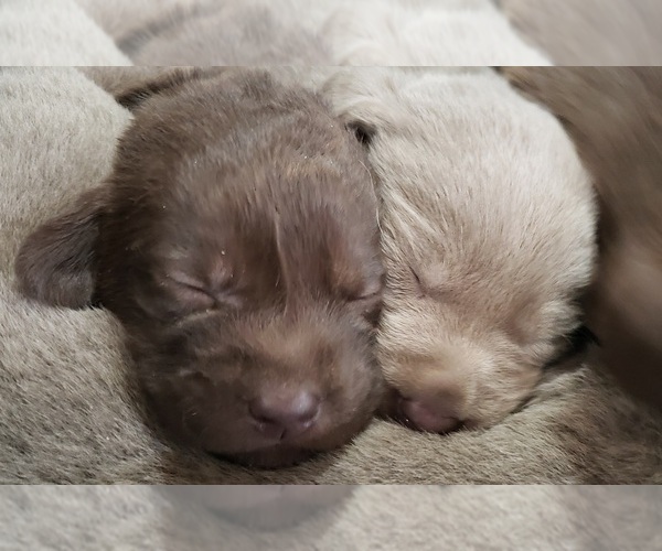 Medium Photo #19 Labrador Retriever Puppy For Sale in OLYMPIA, WA, USA