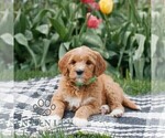 Small #1 Goldendoodle