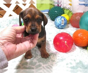 Shiba Inu Puppy for sale in RATTAN, OK, USA
