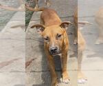 Small Boxer Mix