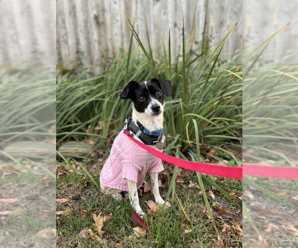 Medium Photo #4 Rat Terrier Puppy For Sale in Oakhurst, NJ, USA