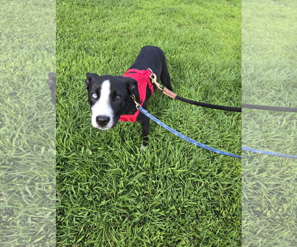 Medium Photo #1 American Pit Bull Terrier-Border Collie Mix Puppy For Sale in Princeton, MN, USA