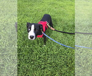 American Pit Bull Terrier-Border Collie Mix Dogs for adoption in Princeton, MN, USA