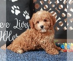 Small Poochon
