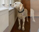 Small #2 Labrador Retriever Mix