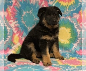 German Shepherd Dog Puppy for sale in LANCASTER, PA, USA