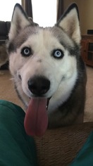Father of the Siberian Husky puppies born on 07/14/2017