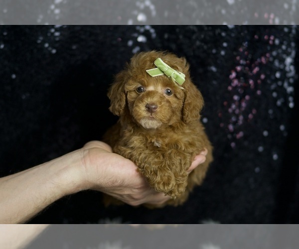 Medium Photo #3 Poodle (Toy) Puppy For Sale in WARSAW, IN, USA