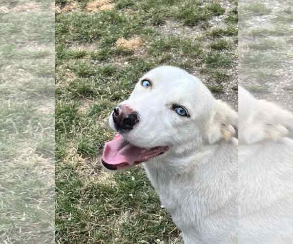 Medium Photo #4 Catahoula Leopard Dog-Siberian Husky Mix Puppy For Sale in Crandall, GA, USA