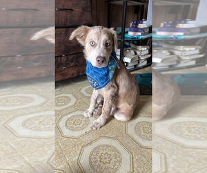 Retriever -Unknown Mix Dogs for adoption in Brewster, NY, USA