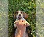 Puppy Mochi Beagle