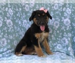 Small #2 Australian Shepherd-English Shepherd Mix