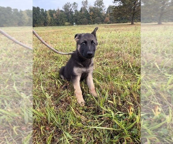 Medium Photo #6 German Shepherd Dog Puppy For Sale in SUMPTER TWP, MI, USA