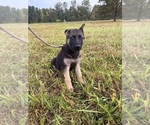 Small #5 German Shepherd Dog